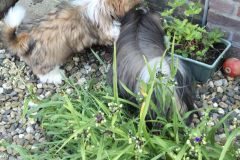 Samen met Rocky aardbeien plukken