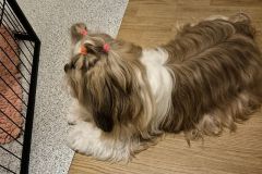 014_rocky_
