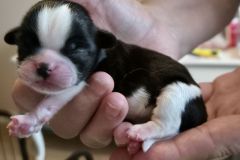 19.pup3_.z.w