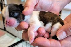 21.pup5_.r.w