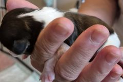 22.pup_.6.ZW_